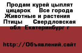 Продам курей цыплят,цицарок. - Все города Животные и растения » Птицы   . Свердловская обл.,Екатеринбург г.